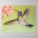 Suche nach colibri poster Blume