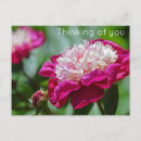 Suche nach denken sie rosa postkarten Blume