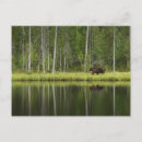 Suche nach taiga Forest