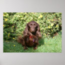 Suche nach dachshunds poster Dog