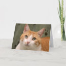 Suche nach orange miezekatze karten Tabby