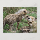 Suche nach kneipen poster Gepard