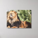 Suche nach süße leinwandbilder Safari