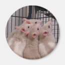 Suche nach ratten magnete Tiere