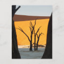 Suche nach toter baum postkarten Namibia