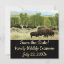 Suche nach bison einladungen Tierwelt