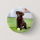 Suche nach schokolade labrador runde buttons Schokoladenlabrador