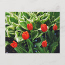 Suche nach rote tulpen postkarten Quelle