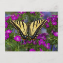 Suche nach monarchfalter poster Ringelblume