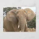 Suche nach dumbo postkarten Tiere