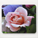Suche nach empfindliche rose Mit blumen