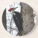 Suche nach specht untersetzer Vögel