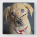 Suche nach labrador wanduhren Welpe