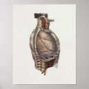 Suche nach brust poster Anatomie