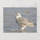 Suche nach schneeeule poster Wild