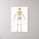 Suche nach menschliches skelett leinwandbilder Physiologie