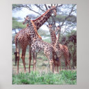 Suche nach herde poster Afrikanisch