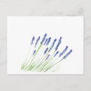 Suche nach lavendel aquarell postkarten Botanisch