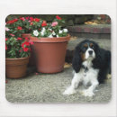 Suche nach könig mousepads Unbekümmerter könig charles spaniel