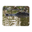 Suche nach sumpf magnete Alligator