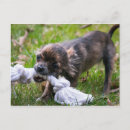 Suche nach spielzeug postkarten Welpe