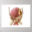 Suche nach reproduktive organe poster Physiologie