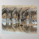 Suche nach etosha poster Namibia