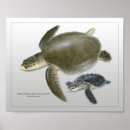 Suche nach sea turtle poster Ozean