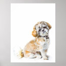 Suche nach shih tzu poster Hund
