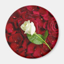 Suche nach weiße rosen magnete Schön