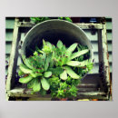 Suche nach eimer poster Blume