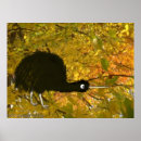 Suche nach kiwi poster Neuseeland