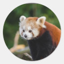 Suche nach roter panda aufkleber Firefox