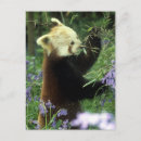 Suche nach roter panda postkarten Bär