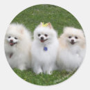 Suche nach loulou aufkleber Foto