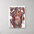 Suche nach menschliches herz leinwandbilder Anatomie