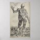 Suche nach andreas vesalius poster Anatomie