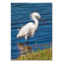 Suche nach watender vogel Natur