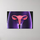 Suche nach reproduktive organe poster Sexuelle wiedergabe