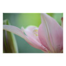 Suche nach lilium poster Rosa
