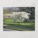 Suche nach frühlingsblüten postkarten Blühen