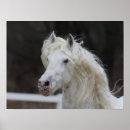 Suche nach friesian poster Rasse