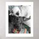 Suche nach kleine haustiere poster Labrador retriever