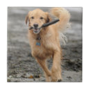 Suche nach genuss fliesen Hund