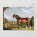 Suche nach stallion postkarten Tier