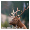 Suche nach geweih fliesen Elch