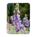 Suche nach lupine magnete Natur