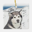 Suche nach schlittenhund ornamente Alaskan malamute