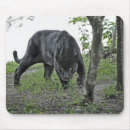 Suche nach schwarzer jaguar mousepads Panther