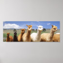 Suche nach alpaca poster Lama